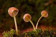 小蘑菇高清摄影图片