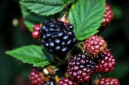 野生新鲜黑莓图片