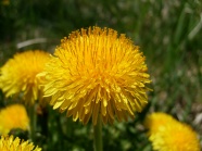 大朵黄菊花图片