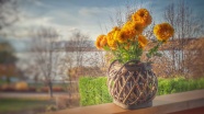 金盏菊盆栽图片