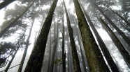 山野树林树木图片