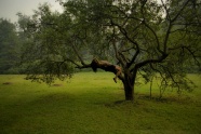 树上休息的美女图片