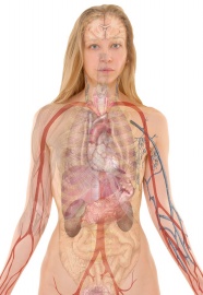 内脏结构解剖图