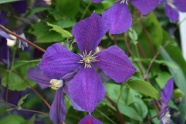 花丛紫色花朵图片