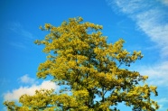 蓝天下绿色树木图片
