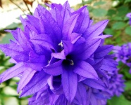 紫色花朵素材图片