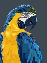 金刚鹦鹉彩色绘画图片