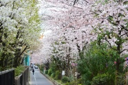 日本樱花风景图片