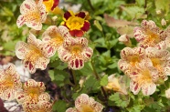 漂亮花卉图片