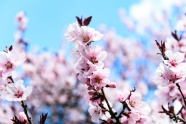 春天唯美樱花图片