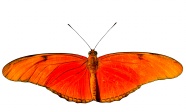 红色蝴蝶标本图片