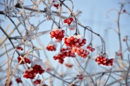 冬季红色浆果图片