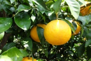 橘子园鲜橘子图片