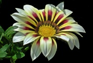 杂色菊植物花朵图片