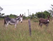 原野两只毛驴图片