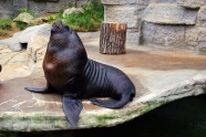 海狮动物特写图片