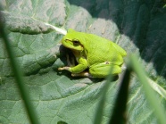 绿色青蛙高清图片下载