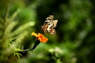 鲜花蝴蝶摄影图片