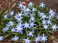 蓝色鲜花花朵图片