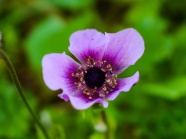 紫色野花花朵特写图片