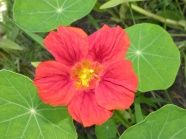 红色植物花朵高清图片
