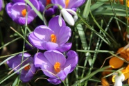 紫色番红花摄影图片