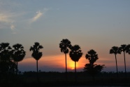 日落黄昏树木剪影图片