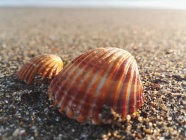 沙滩贝壳唯美图片