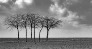 荒野树木景观黑白图片
