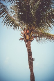 富贵椰子树图片