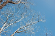 冬天的枯树枝图片