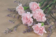 粉色康乃馨鲜花图片