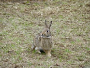 草地灰色野兔图片