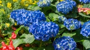 花园蓝色绣球花图片