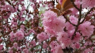 开满枝头粉色樱花图片