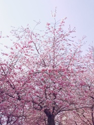 粉色梅花树图片