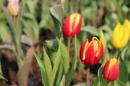 郁金香花苞高清图片