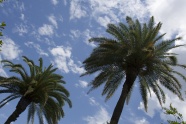 蓝天下鸟瞰棕榈树图片