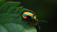 彩色甲虫图片