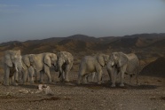 沙漠野生大象群图片