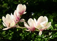 白玉兰花朵图片