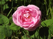 粉色野玫瑰花图片