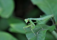 绿色螳螂图片素材