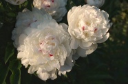 白色牡丹花盛开图片