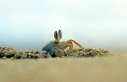 沙滩海蟹图片