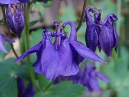 紫色耧斗花图片