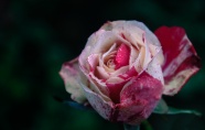 一支双色玫瑰花图片