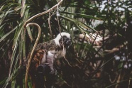 棉顶狨猴子图片