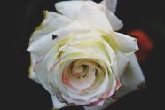 一支白色玫瑰花图片