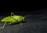绿色蝗虫图片免费下载